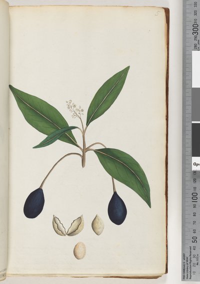 Page 5. Plante non identifiée - Unknown artist