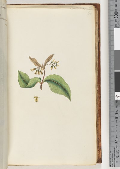 Page 60. Plante non identifiée - Unknown artist