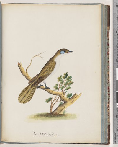 Page 61. Méliphage à face bleue. Turdus cyanoris. Grive à joues bleues - Unknown artist