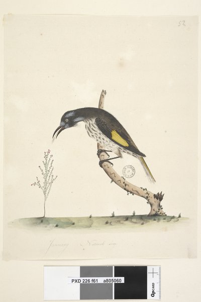 Page 61. Janvier. Taille naturelle Yellow Winged Honeyeater Meliornis novae, hollandiae, 1791-92 - Unknown artist