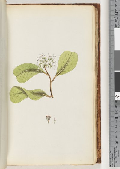 Page 61a. Le Mangrove - Unknown artist