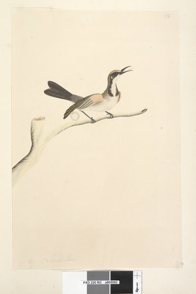 Page 63. Mai. Taille naturelle Tawny Crowned Honeyeater Phylidonyris melanops, 1791-92 - Unknown artist