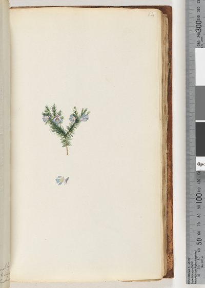 Page 64. Plante non identifiée - Unknown artist