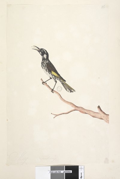 Page 65. Mai, taille naturelle Yellow Winged Honeyeater Meliornis novae, hollandiae, 1791-92 - Unknown artist