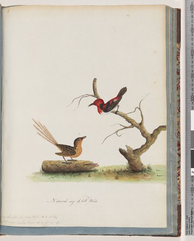 Page 66. 1. Méliphage écarlate. Certhia/Méliphage/orientale. 2. Oiseau non identifié. Muscicapa malachura - Unknown artist