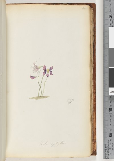 Page 66. Viola aphylla / Violette sauvage - Unknown artist