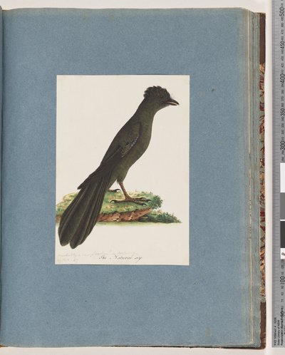 Page 67. Oiseau non identifié. Possiblement un nouveau Lanius ou Muscicapa - Unknown artist