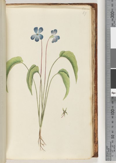 Plante non identifiée - Unknown artist