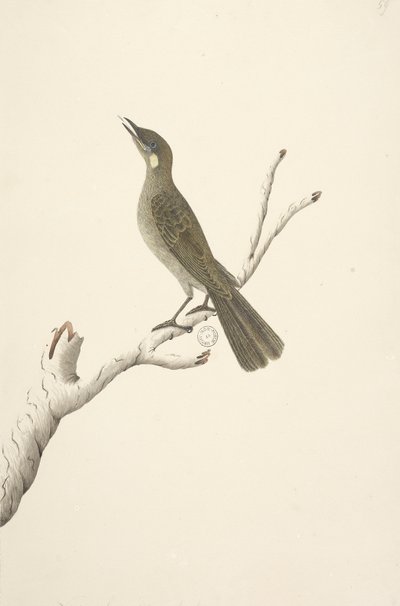 Page 68. Taille réelle, août Lewin Honeyeater Meliphaga Lewinii, 1791-92 - Unknown artist
