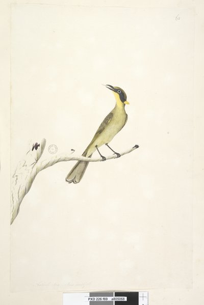 Page 69. Taille naturelle. Iris douteux, Yellow, Tufted Honeyeater Lichenostomus melanops - Unknown artist