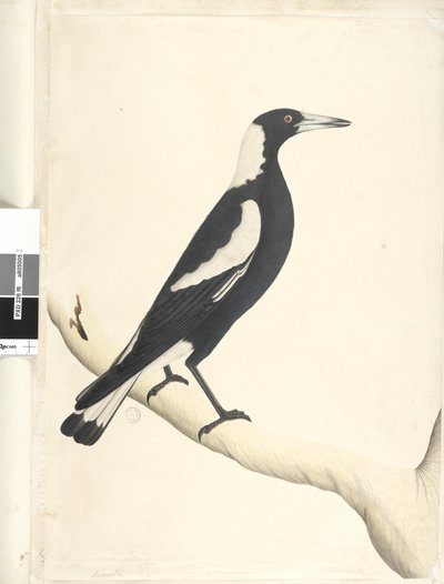 Page 6. Barita. taille naturelle Pie noire, Gymnorhina tibicen, 1791-92 - Unknown artist
