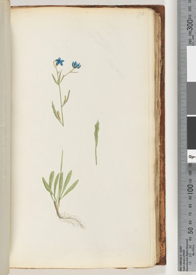 Page 70. Plante non identifiée - Unknown artist