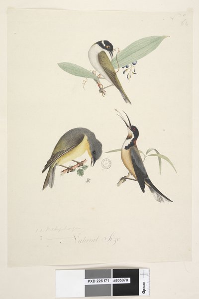 Page 71. Trois oiseaux sont montrés : 1. White, Naped Honeyeater - Unknown artist