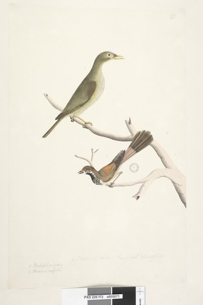 Page 72. Bell Miner Manorina melanophrys et Rhipidura rufifrons, 1791-92 - Unknown artist