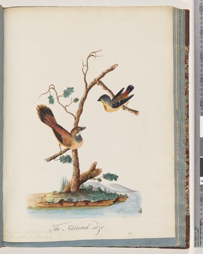 Page 72. 1. Pardalote tacheté. Pipra punctata 2. Oiseau non identifié. Muscicapa rufifrom - Unknown artist