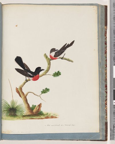Page 73. Rouge-gorge écarlate - Unknown artist