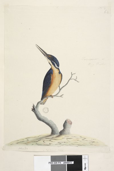 Page 74. Martin-pêcheur. Taille naturelle Martin-pêcheur azuré Alcedo azurea, 1791-92 - Unknown artist