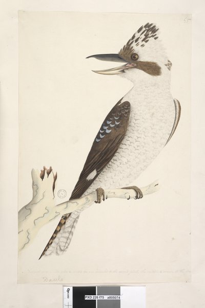 Page 75. Dacelo. le long du bord inférieur dans une autre main Taille naturelle. L