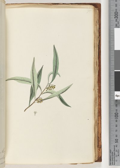 Page 75. Plante non identifiée - Unknown artist