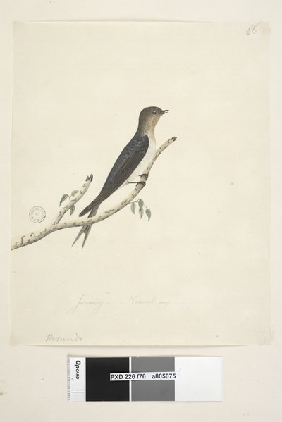 Page 76. Hirundo. au centre inférieur dans une autre main Janvier Taille naturelle Hirondelle bienvenue Hirundo neoxena, 1791-92 - Unknown artist