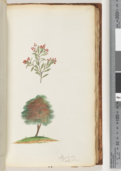 Page 76. Styphelia elliptica / Bruyère à balai - Unknown artist