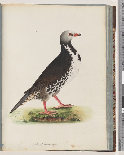 Page 76. Oiseau non identifié - Unknown artist
