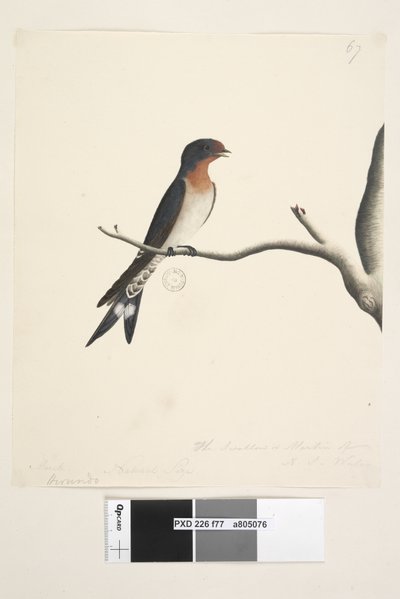 Page 77. Hirondelle. Taille naturelle Hirondelle de bienvenue Hirundo neoxena, 1791-92 - Unknown artist