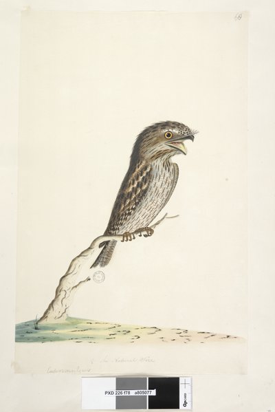 Page 78. Caprimulgus. au centre inférieur dans une autre main 1/2 de la taille naturelle Podarge grisâtre Podargus strigoides, 1791-92 - Unknown artist