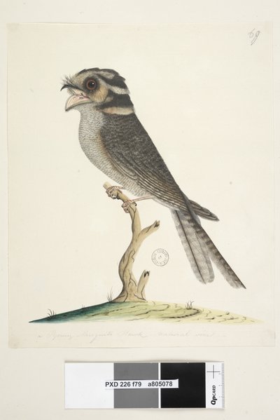 Page 79. Un jeune faucon musqué, taille naturelle, Aegotheles cristatus, 1791-92 - Unknown artist
