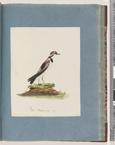 Page 79. Pluvier à front noir. Charadrius Hiaticula - Unknown artist