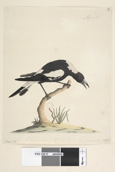 Page 7. Barita. suivant le titre dans une autre main 1/2 de la taille naturelle. une autre note dans une troisième main, lit Cet oiseau a une note très inhabituelle et non désagréable. Pie à dos noir Gymnorhina tibicen, 1791-92 - Unknown artist