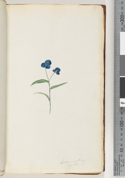 Page 7. Commelina capillaris - Unknown artist