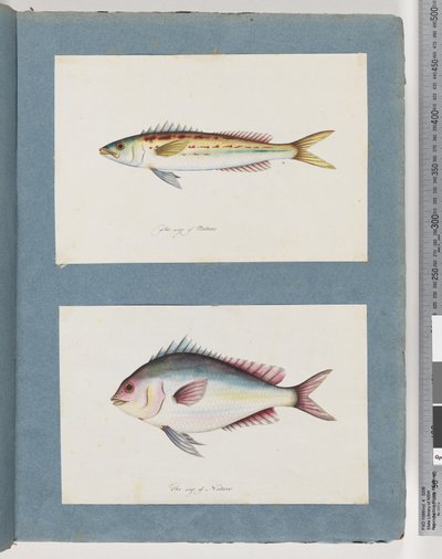 Page 7. Poisson non identifié. 8. Poisson non identifié - Unknown artist