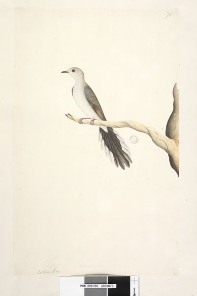Page 80. Columba. Mai. Taille réelle Diamond Dove Geopelia cuneata, 1791-92 - Unknown artist