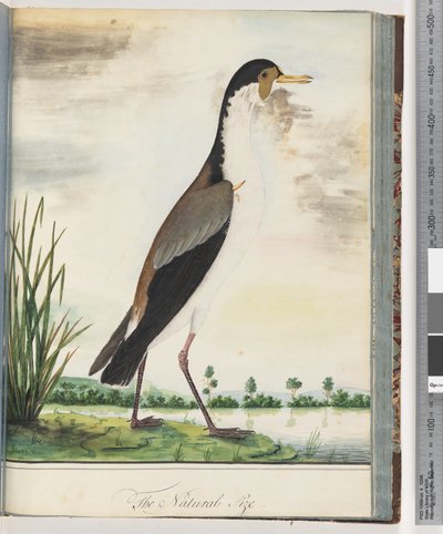 Page 80. Vanneau masqué ou pluvier à éperon - Unknown artist