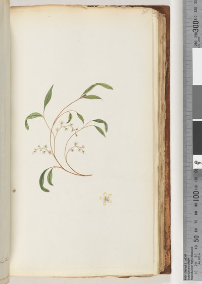 Page 80. Plante non identifiée - Unknown artist