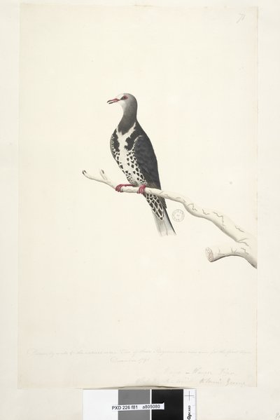 Page 81. Wunga, Wungee Pigeon. Dessiné à l