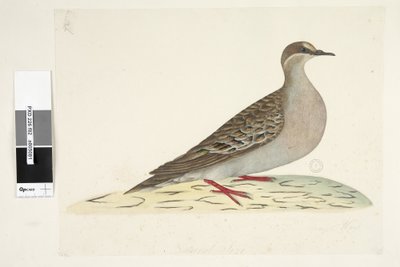 Page 82. Pigeon à ailes de bronze. Taille naturelle Pigeon bronzé commun Phaps chalcoptera, 1791-92 - Unknown artist