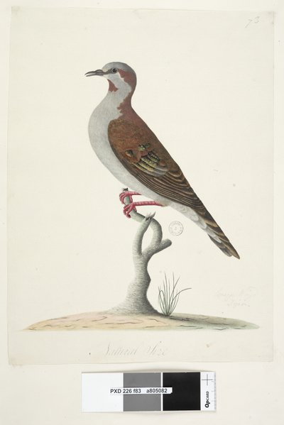Page 83. Bronze Winged Pigeon. Taille réelle Brush Bronzewing Pigeon Phaps elegans, 1791-92 - Unknown artist