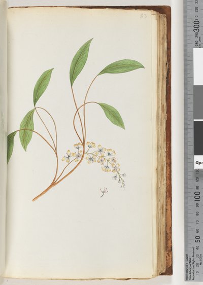 Page 83. Plante non identifiée - Unknown artist