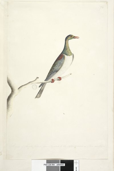 Page 84. Pigeon de l