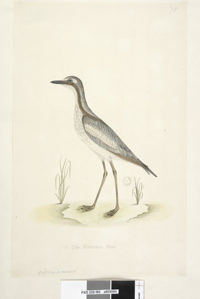 Page 85. Oedicnemus. Curlew de pierre du sud, Burhinus magnirostris, 1791-92 - Unknown artist