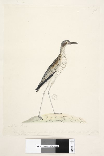 Page 86. Un oiseau de nuit. Oedicnemus. Curlew de pierre du sud, Burhinus magnirostris, 1791-92 - Unknown artist