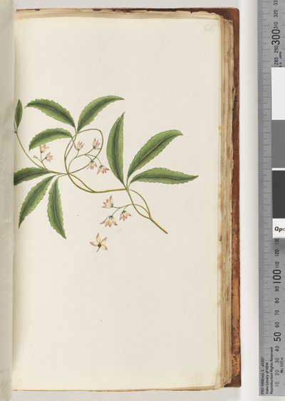 Page 86. Plante non identifiée - Unknown artist