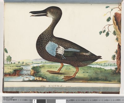 Page 87. Canard - Unknown artist