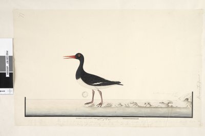 Page 87. Hematopus. en bas à droite dans une autre main septembre. le long du bord inférieur dans une troisième main Le mâle et la femelle sont toujours vus ensemble sur les rochers et les points bas mais ont complètement quitté le port à cause des perturb - Unknown artist