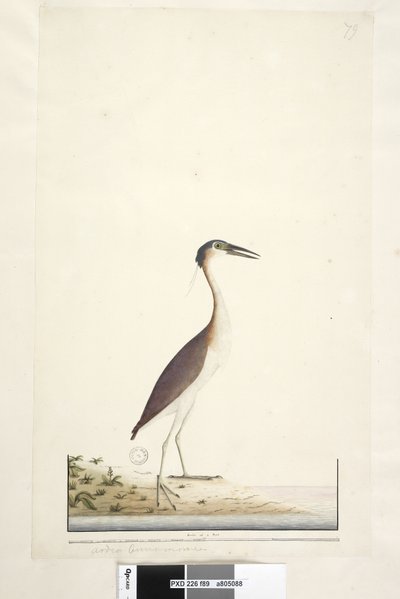 Page 89. Ardea ..?.. Héron de nuit Nankeen, Nycticorax caledonicus, 1791-92 - Unknown artist