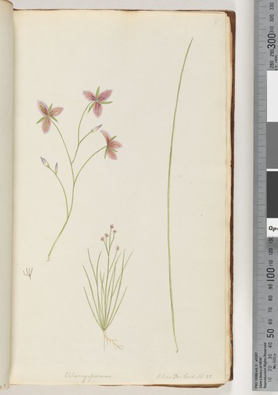 Page 8. Chlamysporum Sal. in Par Lond. No. 35 - Unknown artist