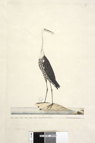 Page 91. Ciconia. au-dessus du titre dans une autre main décembre, iris douteux Héron à cou blanc Ardea pacifica Notophoyx pacifica, 1791-92 - Unknown artist
