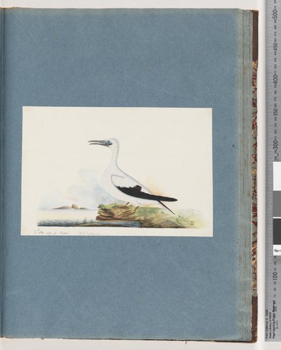 Page 91. Oiseau non identifié. Pel. borssanus - Unknown artist